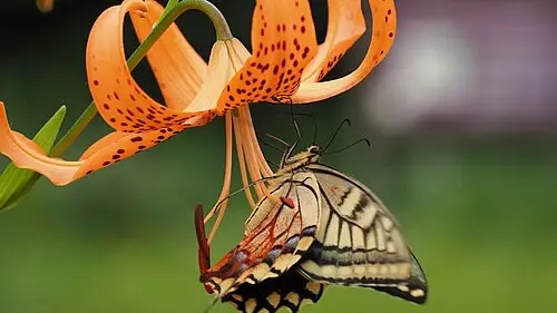 중나리 (Lilium leichtlinii)