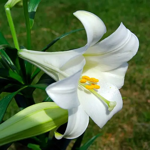 백합 (Lilium longiflorum)