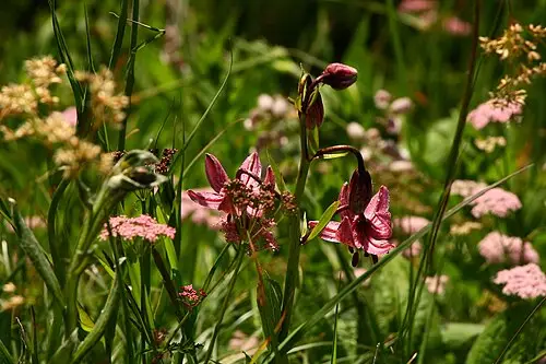 마르타곤나리 (Lilium martagon)