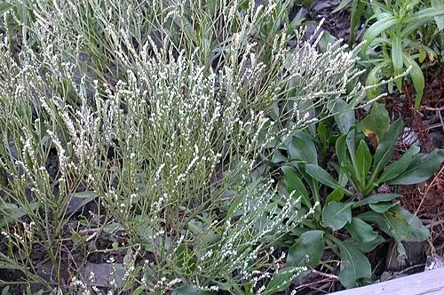 갯길경 (Limonium tetragonum)