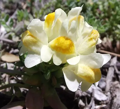 해란초 (Linaria japonica)