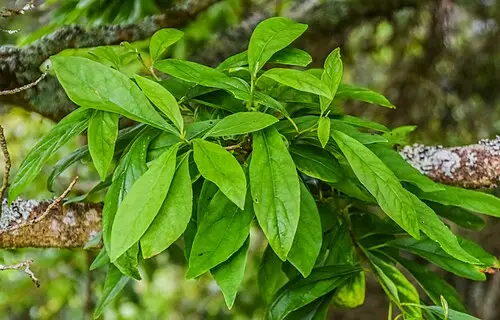 비목나무 (Lindera erythrocarpa)
