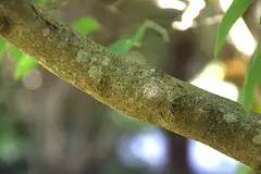 감태나무