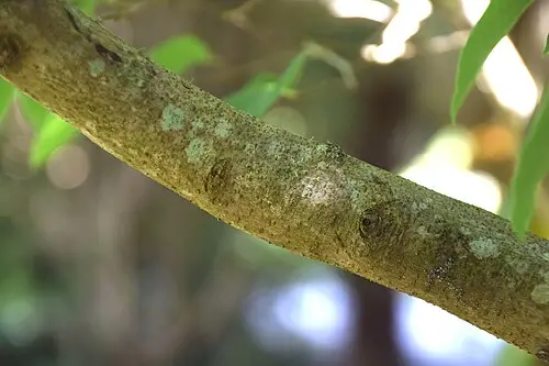감태나무 (Lindera glauca)