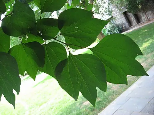생강나무 (Lindera obtusiloba)