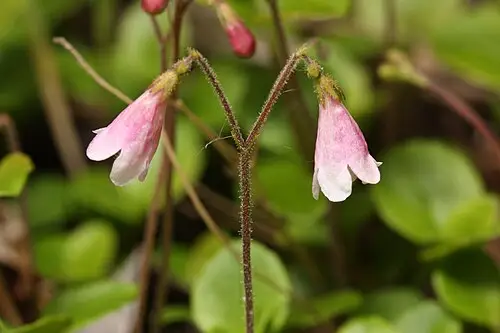 린네풀 (Linnaea borealis)