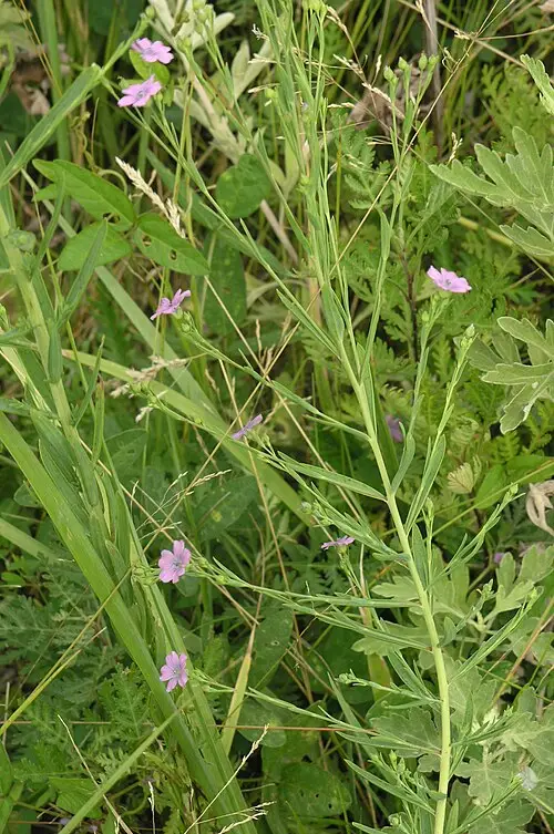 개아마 (Linum stelleroides)