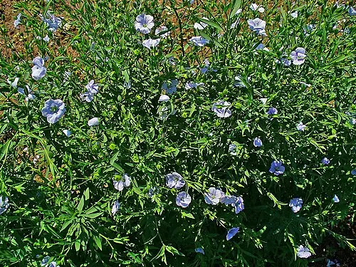 아마 (Linum usitatissimum)