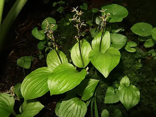 한라옥잠난초 (Liparis auriculata)