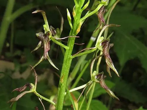 나나벌이난초 (Liparis krameri)