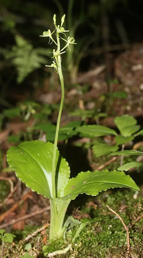 옥잠난초 (Liparis kumokiri)