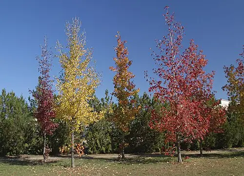 미국풍나무 (Liquidambar styraciflua)