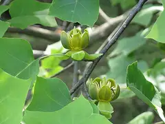 중국백합나무