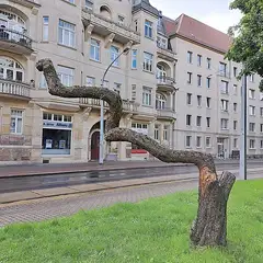 백합나무