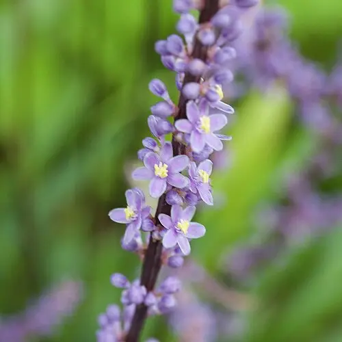 맥문동 (Liriope muscari)