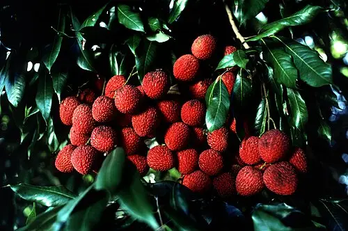 리치 (Litchi chinensis)