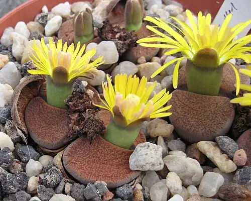 리톱스 (Lithops lesliei)