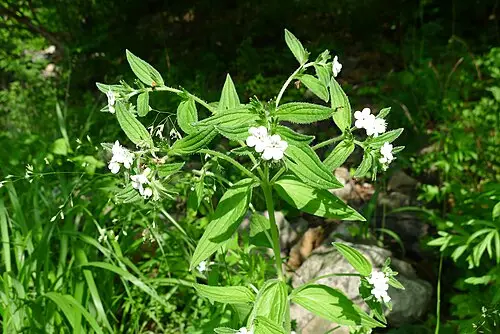 지치 (Lithospermum erythrorhizon)