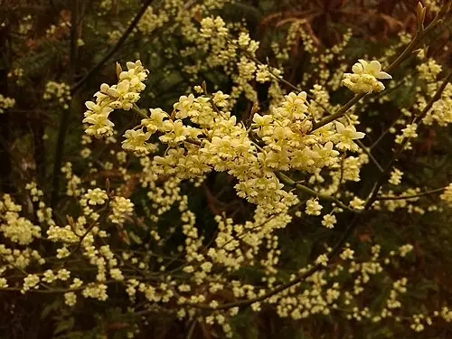 산계초 (Litsea cubeba)