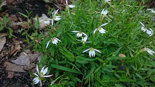 수염가래꽃 (Lobelia chinensis)