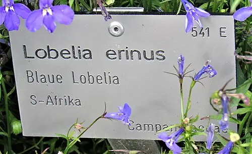 로벨리아 (Lobelia erinus)