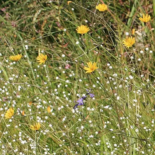 숫잔대 (Lobelia sessilifolia)