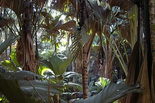 바다야자나무 (Lodoicea maldivica)