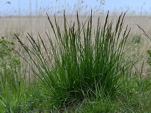 큰김의털 (Lolium arundinaceum)
