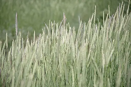 호밀풀 (Lolium perenne)