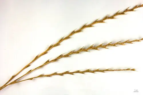 독보리 (Lolium temulentum)