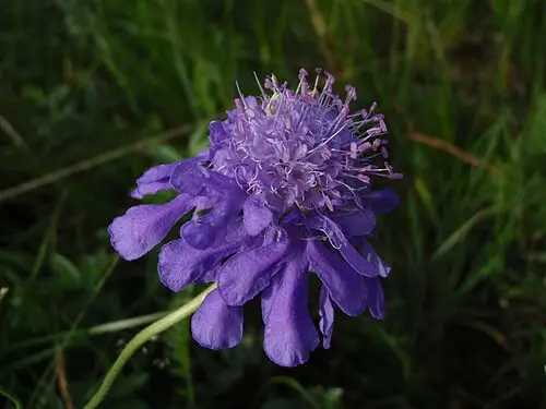 솔체꽃 (Lomelosia comosa)