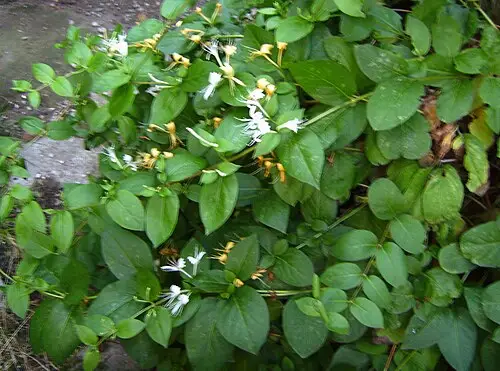 인동 (Lonicera japonica)