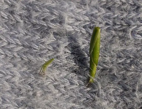 조릿대풀 (Lophatherum gracile)