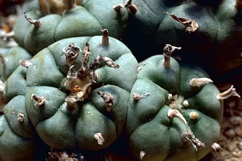 페요테선인장 (Lophophora williamsii)