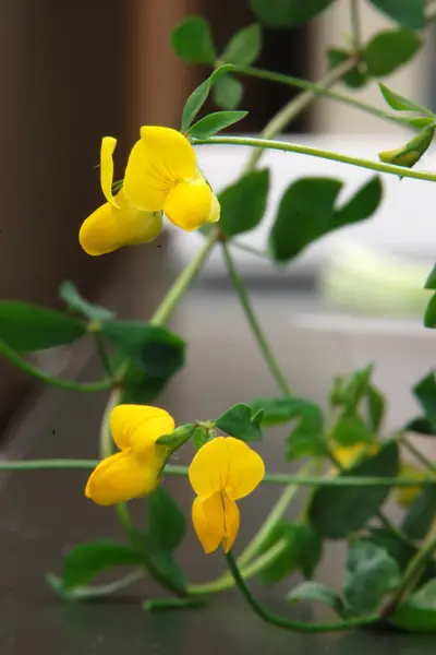 벌노랑이 (Lotus japonicus)