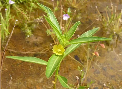 여뀌바늘 (Ludwigia epilobioides)