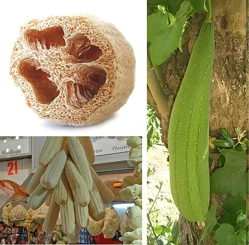 수세미오이 (Luffa aegyptiaca)