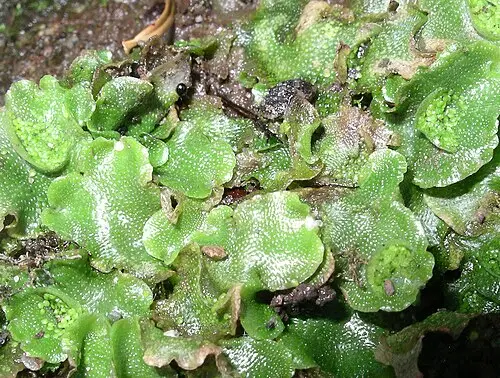 반달우산대이끼 (Lunularia cruciata)