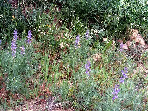 가는잎미선콩 (Lupinus angustifolius)