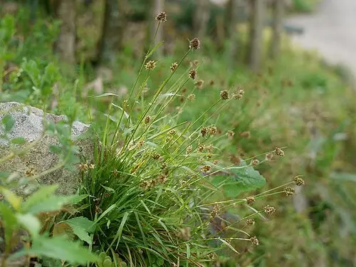 꿩의밥 (Luzula capitata)