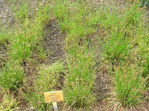 산꿩의밥 (Luzula multiflora)