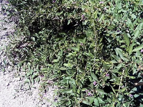 고지베리 (Lycium barbarum)