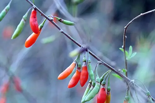 구기자나무 (Lycium chinense)