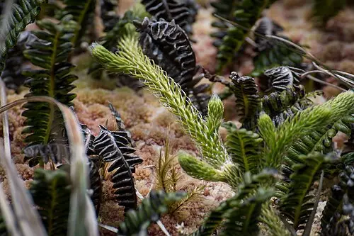 석송 (Lycopodium clavatum)
