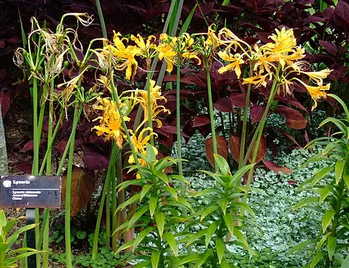 진노랑상사화 (Lycoris chinensis)