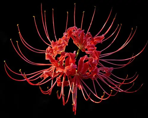 석산 (Lycoris radiata)