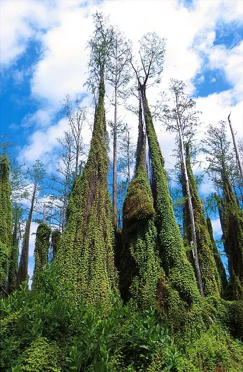 작은잎실고사리 (Lygodium microphyllum)