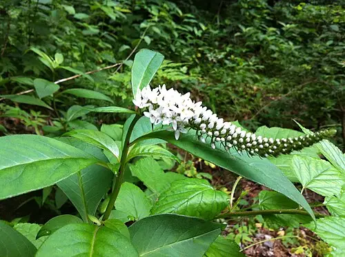 까치수염 (Lysimachia barystachys)