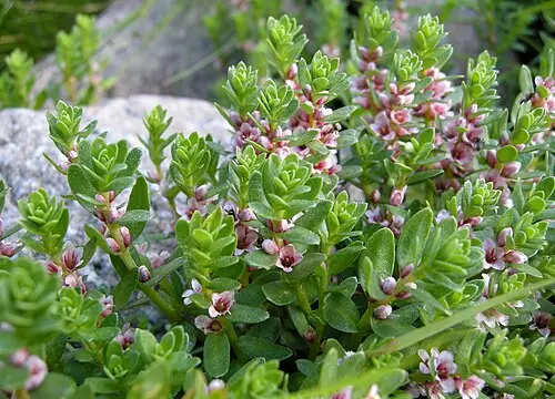 갯봄맞이꽃 (Lysimachia maritima)