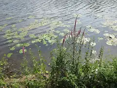 털부처꽃